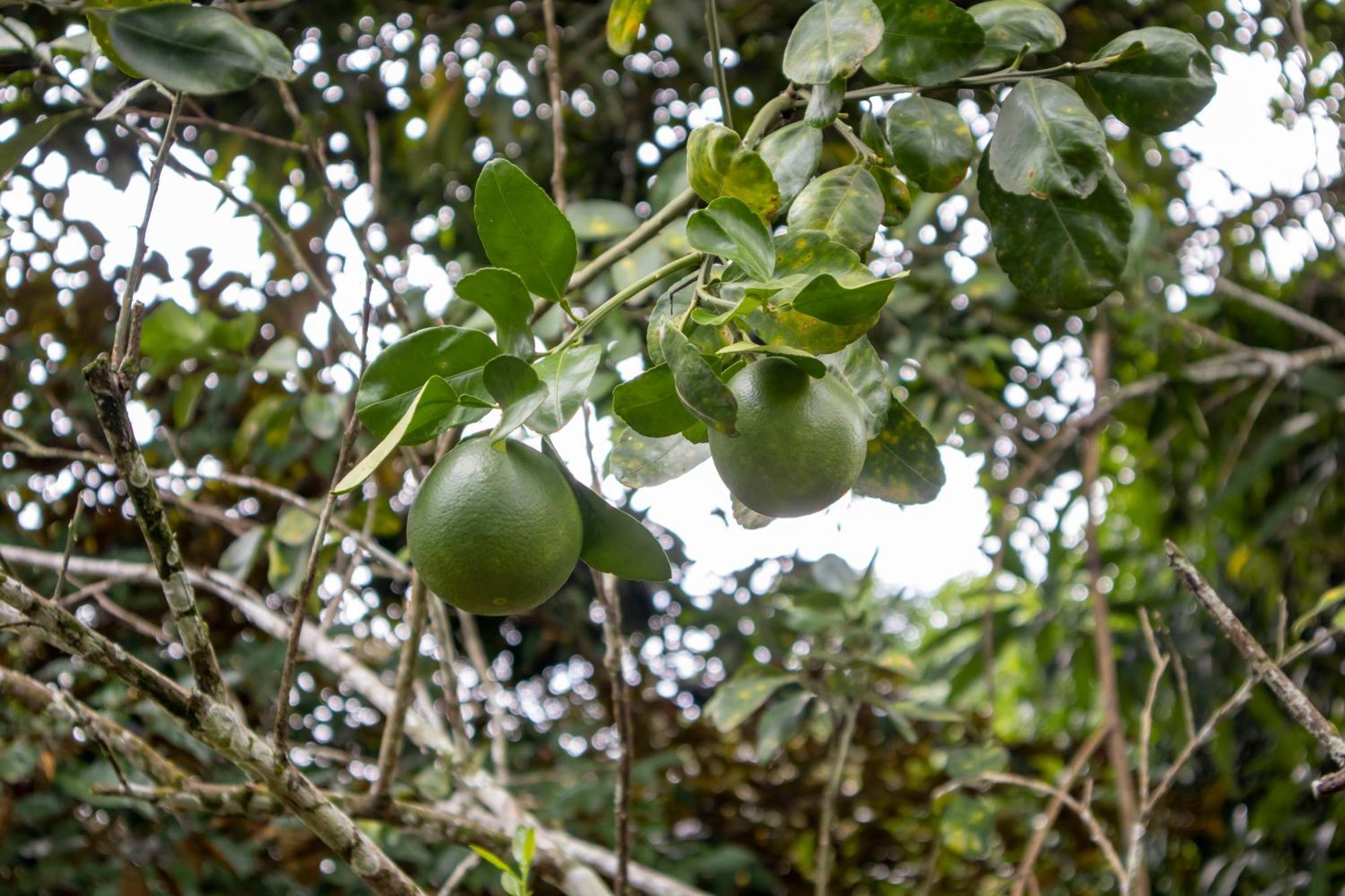 Sabajo Appartement Verhuur Paramaribo Exteriör bild