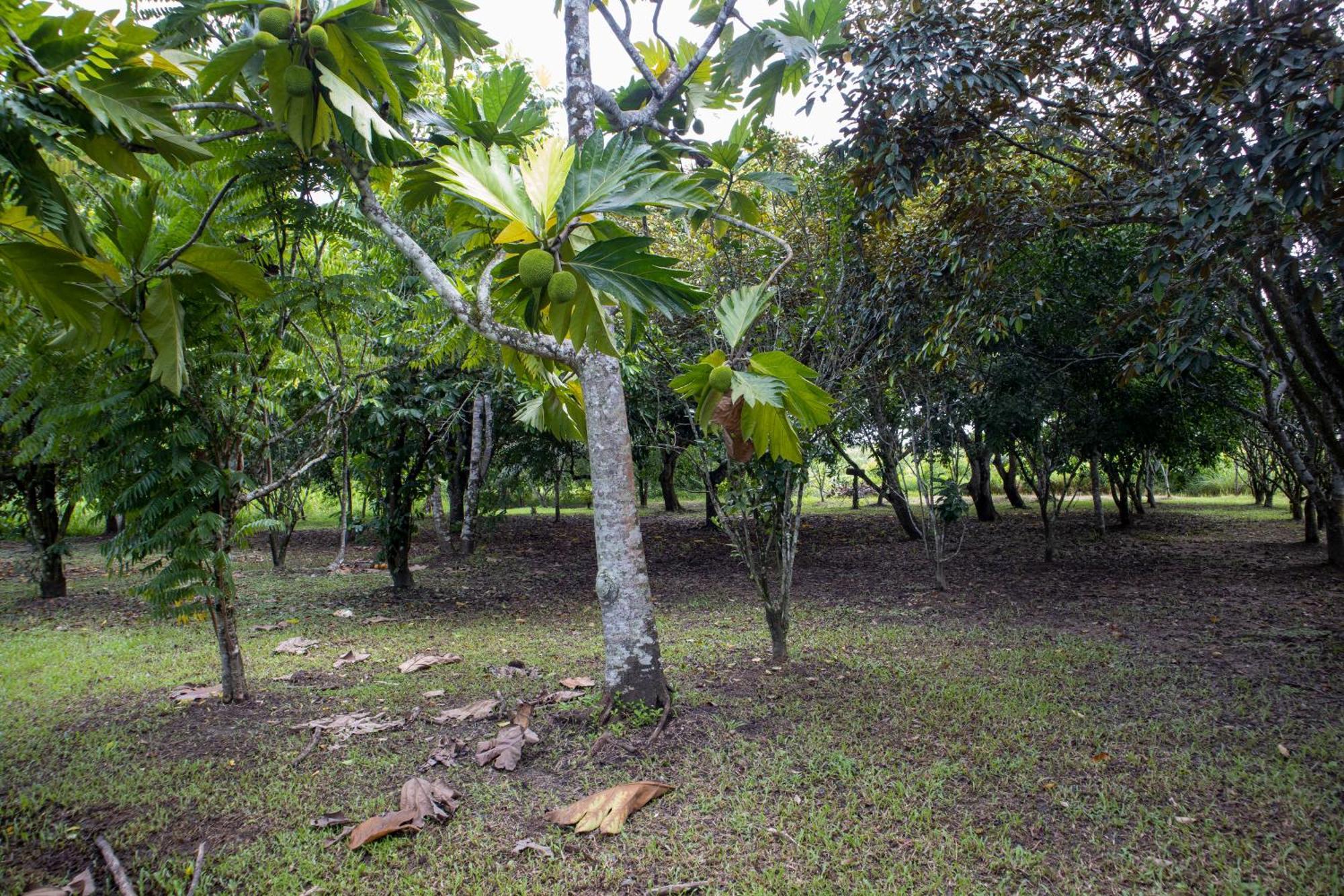 Sabajo Appartement Verhuur Paramaribo Exteriör bild